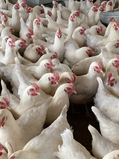 Hyline Silver POL -19-20weeks