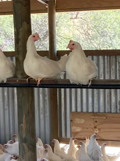 Leghorn POL Hens