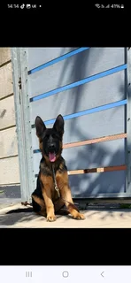 Purebred german shepherd