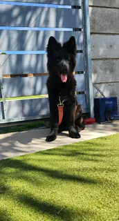 Purebred german shepherd