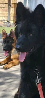 Purebred german shepherd