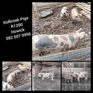 Kolbroek pigs