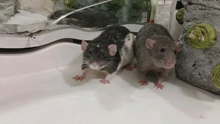 Rats available