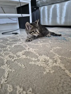 Rare beautiful kittens