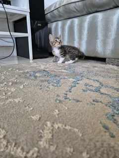 Rare beautiful kittens