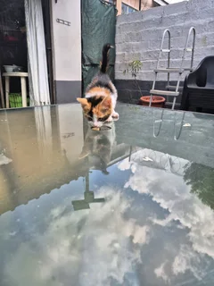 Rare long hair mix kittens