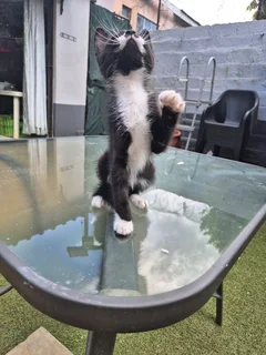 Rare long hair mix kittens