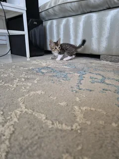 Rare long hair mix kittens