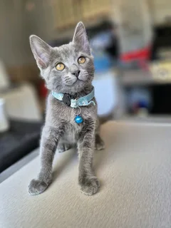 Beautiful Persian mix siamese kitten