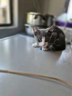 Beautiful Persian mix siamese kitten