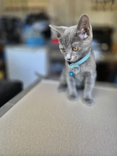 Beautiful Persian mix siamese kitten