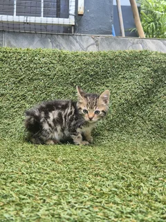 Beautiful siamese mix kittens