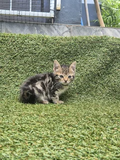 Beautiful siamese mix kittens
