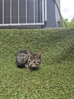 Beautiful siamese mix kittens