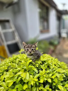 Beautiful siamese mix kittens
