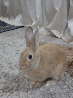 2 Year Old Rabbit