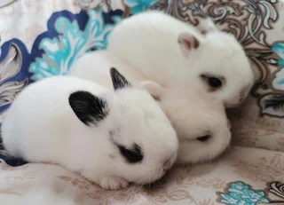 Dwarf bunnies