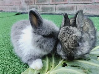 Dwarf bunnies