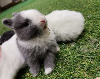 Dwarf bunnies