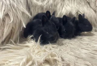 Dwarf bunnies