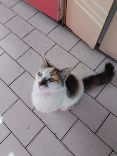 Cat for Adoption – Loving Home Needed 