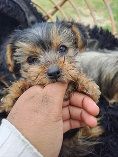 Yorkshire puppies