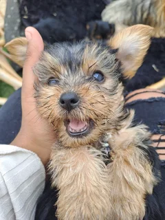 Yorkshire puppies
