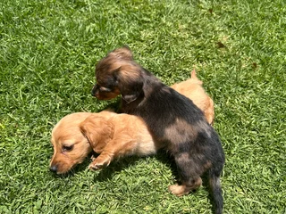 Dachshund Long Haired