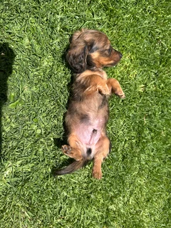 Dachshund Long Haired
