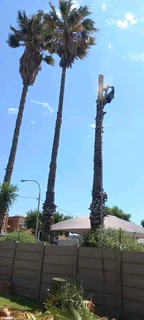 Tree felling