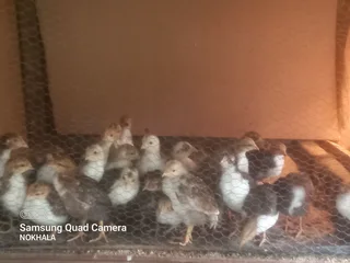 Poultry - Ad posted by Mcoseleli Gqibelisa