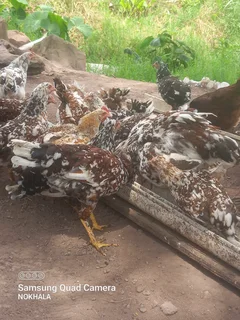 Poultry - Ad posted by Mcoseleli Gqibelisa