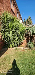 Tree Removal And Palm Trees Pruning