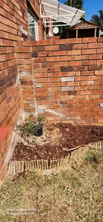 Tree Removal And Palm Trees Pruning