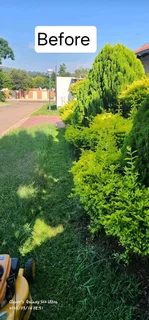 Tree Removal And Palm Trees Pruning