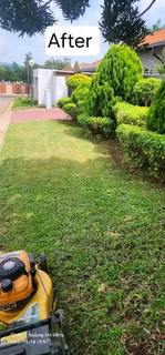 Tree Removal And Palm Trees Pruning