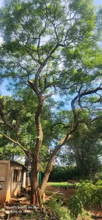 Tree Removal And Palm Trees Pruning