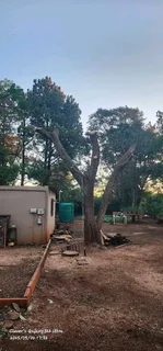 Tree Removal And Palm Trees Pruning