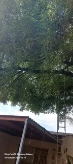 Tree Removal And Palm Trees Pruning