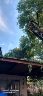 Tree Removal And Palm Trees Pruning