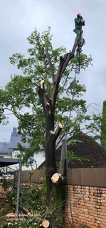 Tree Removal And Palm Trees Pruning