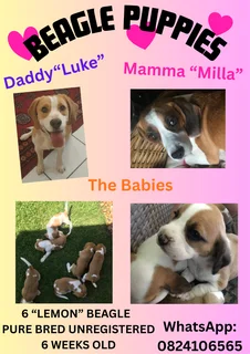 Puppies - Ad posted by kimberly nell