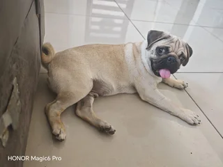 Most Adorable Pug for Loving Home