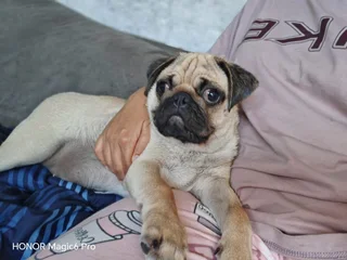 Most Adorable Pug for Loving Home