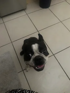 Pets - Ad posted by Val