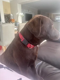 Pet - Ad posted by Val