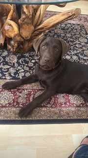 Pet - Ad posted by Val