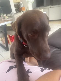 Pet - Ad posted by Val