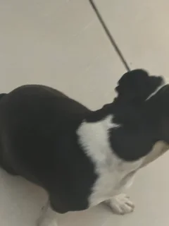 Pets - Ad posted by Val