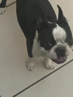 Pets - Ad posted by Val